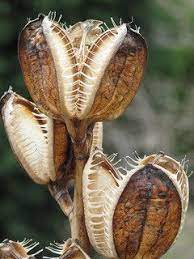 It is harvested from the wild for local use as a medicine and source of materials. Cardiocrinum Giganteum Pods Very Toothy Oh If Only I D Kept The Seeds I D Have Flowers In 8 Years Seed Pods Seeds Planting Flowers