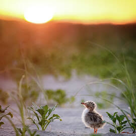 Good Morning Sunshine Photograph by Vicki Jauron - Fine Art America