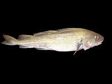 Dorsch hat einen langen körper, eine flosse am bauch und eine am after und etliche dicht hintereinander. Kabeljau Wiktionary