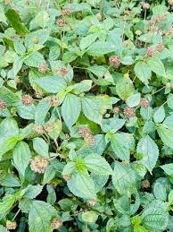 Image result for Lecanthus peduncularis