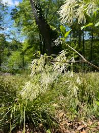 Image result for Chionanthus niloticus
