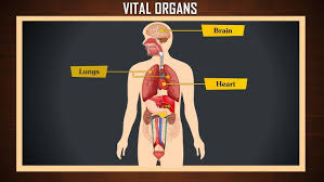 Image result for internal organs