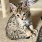 Savannah Cat for Sale | Savannah Kittens Available ...