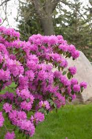 Rhododendron Beautiful Flowers Garden Shade Shrubs Rockery Garden