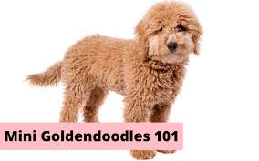 As you will see, we have goldendoodle puppies from dark red, red frost to creamy color in every litter ( about red frost color you can read in my blog) Mini Goldendoodles Aren T For Everybody Here S What You Need To Know