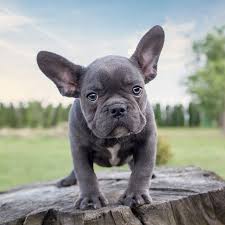 The french bulldog or the frenchie as it is affectionately known is a muscular small to medium sized dog. French Bulldog Puppies Luxury Puppies 2 U Long Island