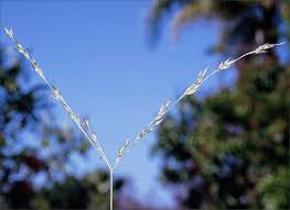 Image result for Alloteropsis