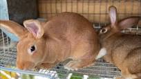 Cuáles son las medias perfectas para la fabricación de las jaulas de  conejos según el ARBA