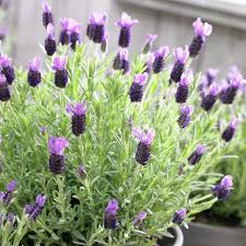 The lavender fathead or french lavender as commonly known has elegant, fragrant flowers which are exquisite in either pots or borders. Anouk Lavender Lavandula Stoechas Anouk High Country Gardens