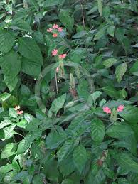Image result for Crossandra nilotica