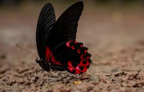 Black And White Spotted Butterfly Meaning Get To Know The Symbolism And Meaning Of A Black Butterfly Black Butterfly Butterfly Meaning Beautiful Butterflies