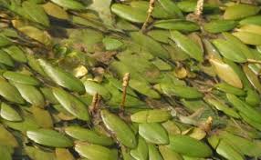 Image result for Potamogeton octandrus