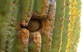 Why do elf owls live in cactus? Google Image Result For Http Content Yardmap Org Wp Content Blogs Dir 6 Files 2011 07 Elfowl Arid Flickr1 Jpg Fotos De Aves Lechuzas Bichos