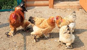 Check spelling or type a new query. Chicken Breeds With Feathered Feet The Hip Chick