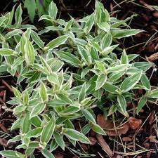 Image result for Carex cognata