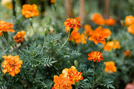 Summer annuals are planted in the early spring. 12 Best Annual Flowers For Full Sun