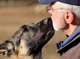 Since its inception in 1993, thousands of animals have been placed into loving, permanent homes. Canine Pet Rescue Cpr Home