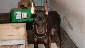 Babasindan Bile Yavruyu Koruyan Anne Doberman Alice Youtube
