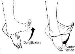 To Plantarflex To Dorsiflex Foot Exercises Ankle Exercises Plantar Fasciitis