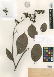 Image result for Tetracera boiviniana