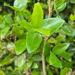 Image result for Strychnos henningsii