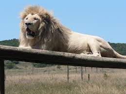 Seaview Lion Park Port Elizabeth Horses Park