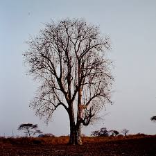 Image result for Sterculia africana