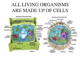 Check spelling or type a new query. Ppt All Living Organisms Are Made Up Of Cells Powerpoint Presentation Id 483404
