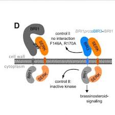 We did not find results for: Plantae A Protein Engineering Approach For Elucidating Receptor Protein Signaling Function Plant Cell Plantae