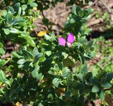 Image result for Polygala filicaulis