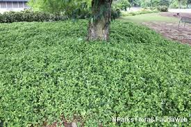 Image result for Asystasia gangetica