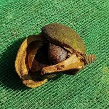 Image result for Anisophyllea quangensis