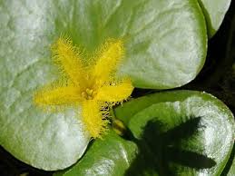 Image result for Nymphoides thunbergiana