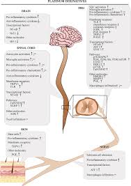 In the early years , the company focuses toward creating better places for people to live, work and enjoy their lives. Frontiers Neuroinflammatory Process Involved In Different Preclinical Models Of Chemotherapy Induced Peripheral Neuropathy Immunology