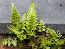 Image result for Asplenium africanum