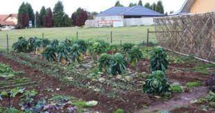 Jun 11, 2020 · experience the true story of solomon northup, a free black man from new york who gets abducted and sold into slavery. Steve Solomon On Garden Spacing Sustainable Garden Garden Vegetable Garden Tips