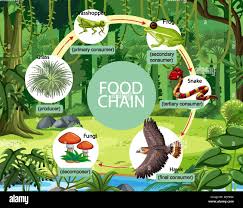 The Food Web Of A Tropical Rain Forest, Reagan, Waide