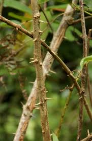 Image result for Bridelia micrantha