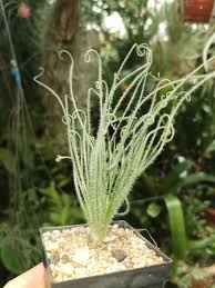 Image result for Trachyandra burkei