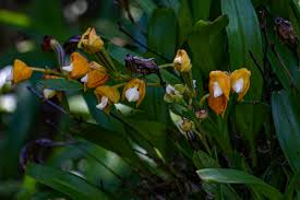 Image result for Polystachya campyloglossa