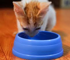 The majority of cats reach maturity at around the same time — at approximately 12 months old. Nutrition Basics For Your Kitten What You Should Know
