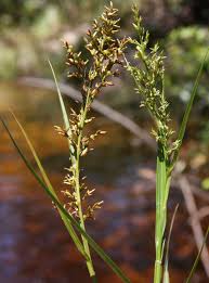 Image result for Scleria