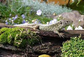 Eidechsen sind empfindliche geschöpfe, doch halten sich die kriechtiere gerne in gärten oder gebieten auf, die menschen regelmäßig besuchen. Lebensraum Fur Eidechsen Im Garten Schaffen