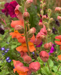 Image result for Antirrhinum majus