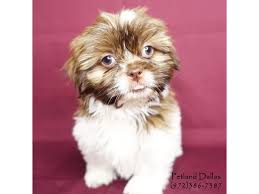 Check spelling or type a new query. Visit Our Shih Tzu Puppies For Sale Near Waxahachie Texas