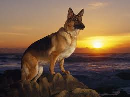 You should get what you like. 15 Witty Pointers For Short Haired German Shepherd Owner