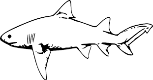 Gambar pola mewarnai hewan new gambar mewarnai binatang. Stark Animal Fish Free Vector Graphic On Pixabay