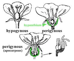 Maybe you would like to learn more about one of these? Reproduction In Plants And Animals