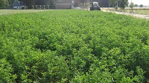 Okolandbau Nrw Luzernegras Und Kleegras Im Langjahrigen Vergleich Auf Sandboden