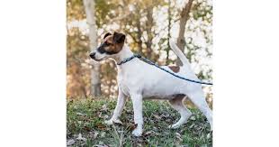 Image result for foxteriér hladkosrstý